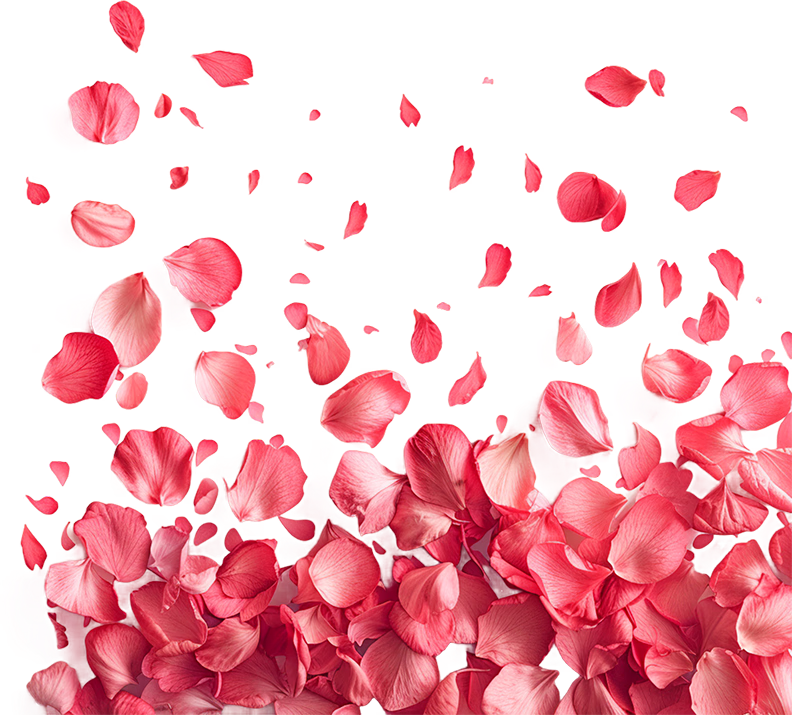 Pétalas de rosas espalhadas pelo rodapé da página